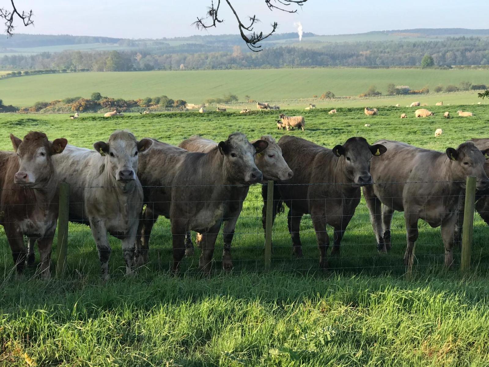 Buckton Farmhouse Belford Luaran gambar