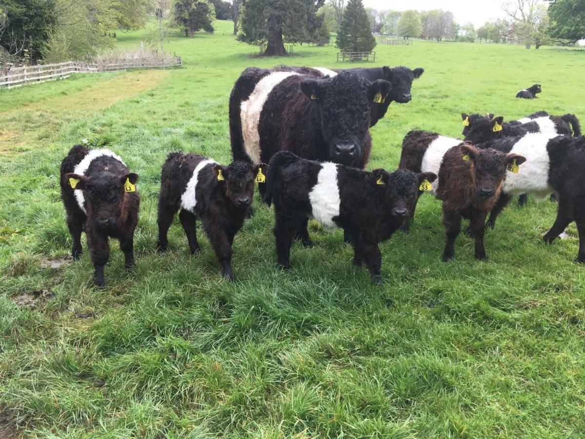 Buckton Farmhouse Belford Luaran gambar
